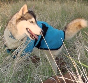 Husky sales cooling vest